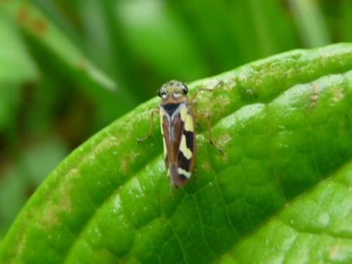 Stehlikiana sp.